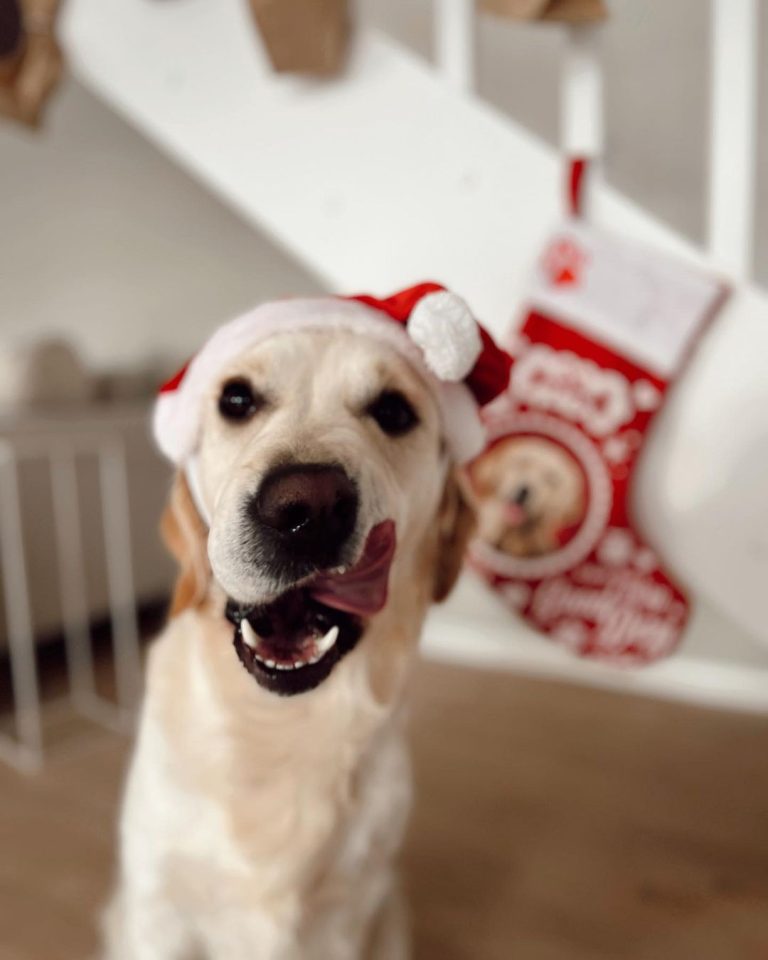 Santa Paws Is Coming to Town: A Playful Spin on Christmas with My Dog